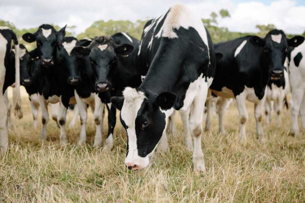 animal feed products