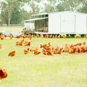 Reid Replacement Pullet Feeding Program