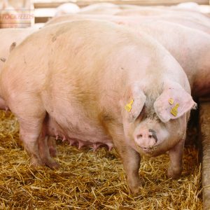 Vege Lactation Sow Feed