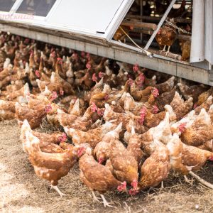 Reid Phase Feeding Program