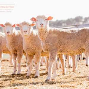 Lamb Feedlot Concentrate