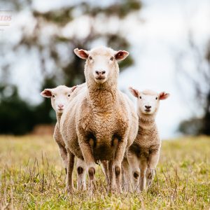 Ewe and Lamb Mix